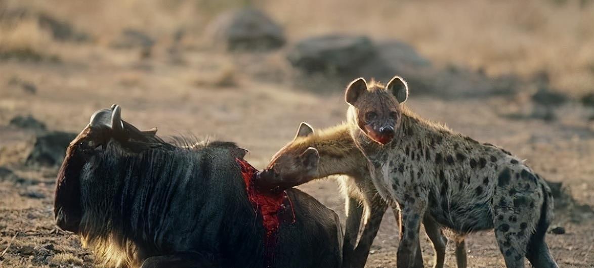 捉到猎物以后，为什么鬣狗是活吃，狮子却要咬死再吃？ - 1