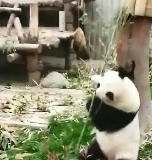 熊猫为了折断竹子，使用了打狗棍法！网友：厉害了！ - 2