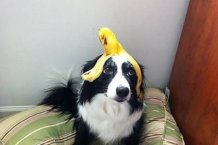 请狗狗吃香蕉，你需要担心的并不是中毒，而是狗狗吃得太多会变胖 - 1