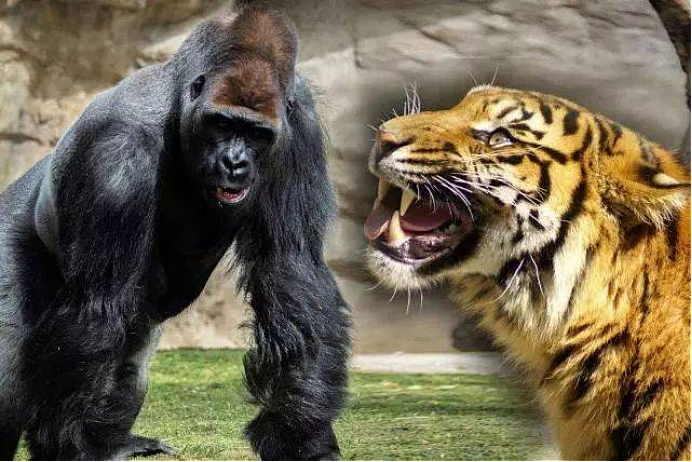 银背大猩猩VS老虎，谁更胜一筹？网友：没有对比就没有伤害 - 5