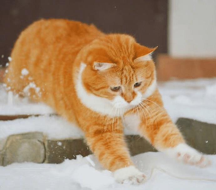 一只平平无奇的橘猫，身上竟藏着7个“世界之最”，你不知道吧！ - 9