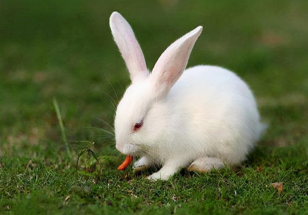 家有萌兔：治兔子拉稀最有效的办法，停食喂水几招处理 - 3