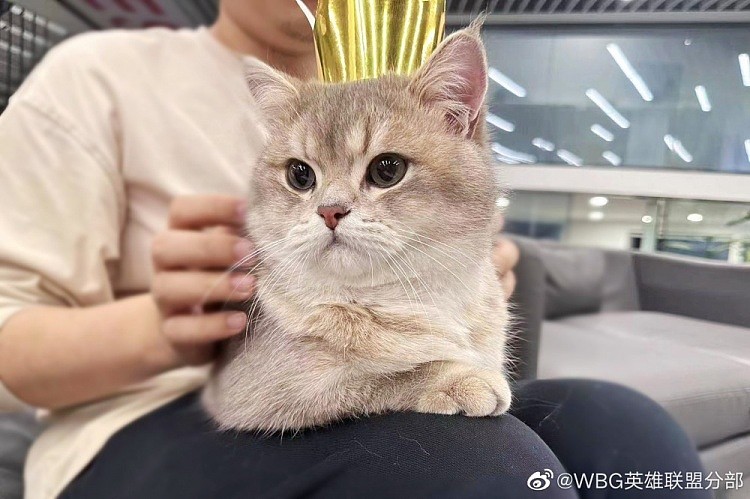 WBG分享Xiaohu宠物麻薯生日返图：是一岁生日的快乐小猫咪! - 8