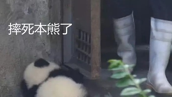 熊猫团子：开门小心点，别撞到本熊，撞傻了咋办！奶妈：迟了…… - 3