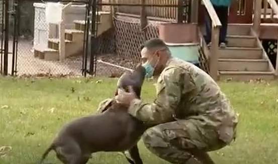 忠诚狗狗迎接美国大兵服役回家，惹人怜爱令人动容 - 1