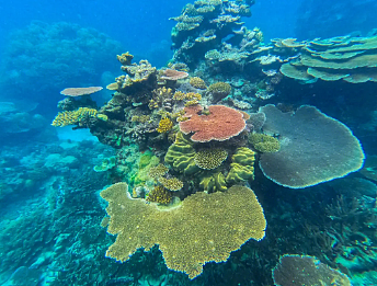 最大的珊瑚礁是不是大堡礁？有多大？ - 1