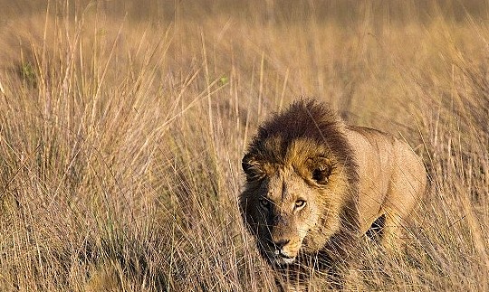 什么动物能够杀死狮子，野生非洲狮的综合战斗力到底有多恐怖？ - 5