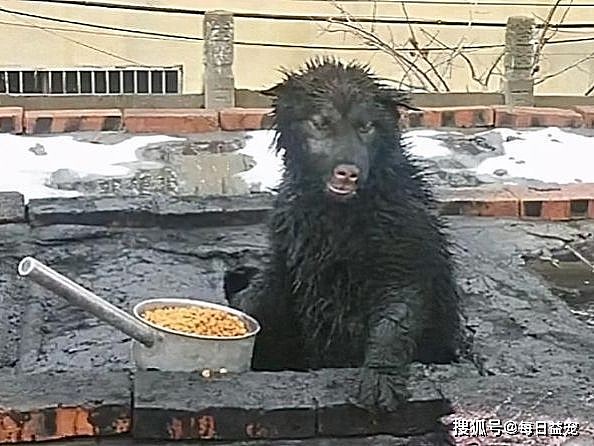 以为狗丢了，最后竟在烟囱里找到，狗狗变成了黑熊？ - 5