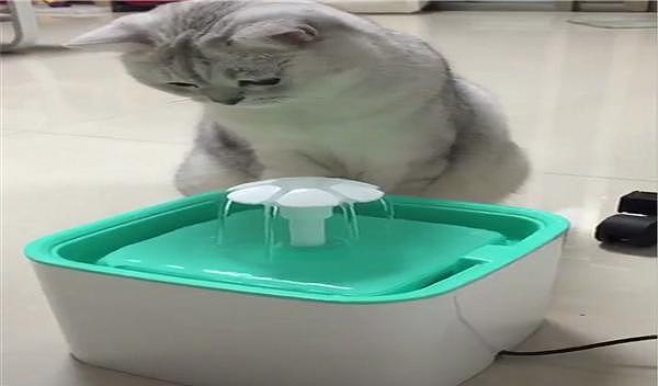 英短第一次用饮水器，只会捞水喝，网友：饮水器都被猫用来洗脚了 - 1