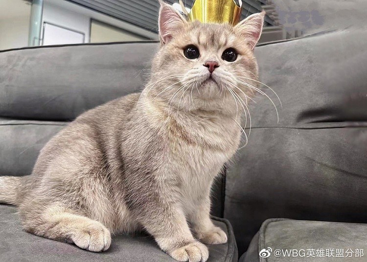 WBG分享Xiaohu宠物麻薯生日返图：是一岁生日的快乐小猫咪! - 1