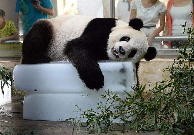 两只熊猫在玻璃外打架，可把另外一只熊猫给急坏了：看着脑壳疼！ - 2