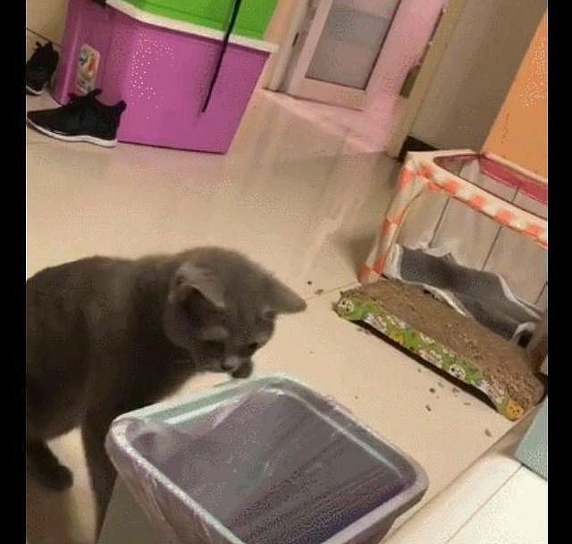 猫妈把小猫叼进垃圾桶, 意识到不对后才连忙去找, 一孕傻三年啊! - 3