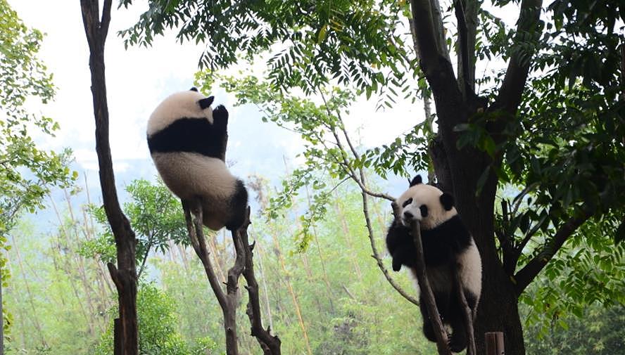 熊猫爬树逃跑，摔下来不会有事吗？网友：熊猫可能是故意摔的 - 2