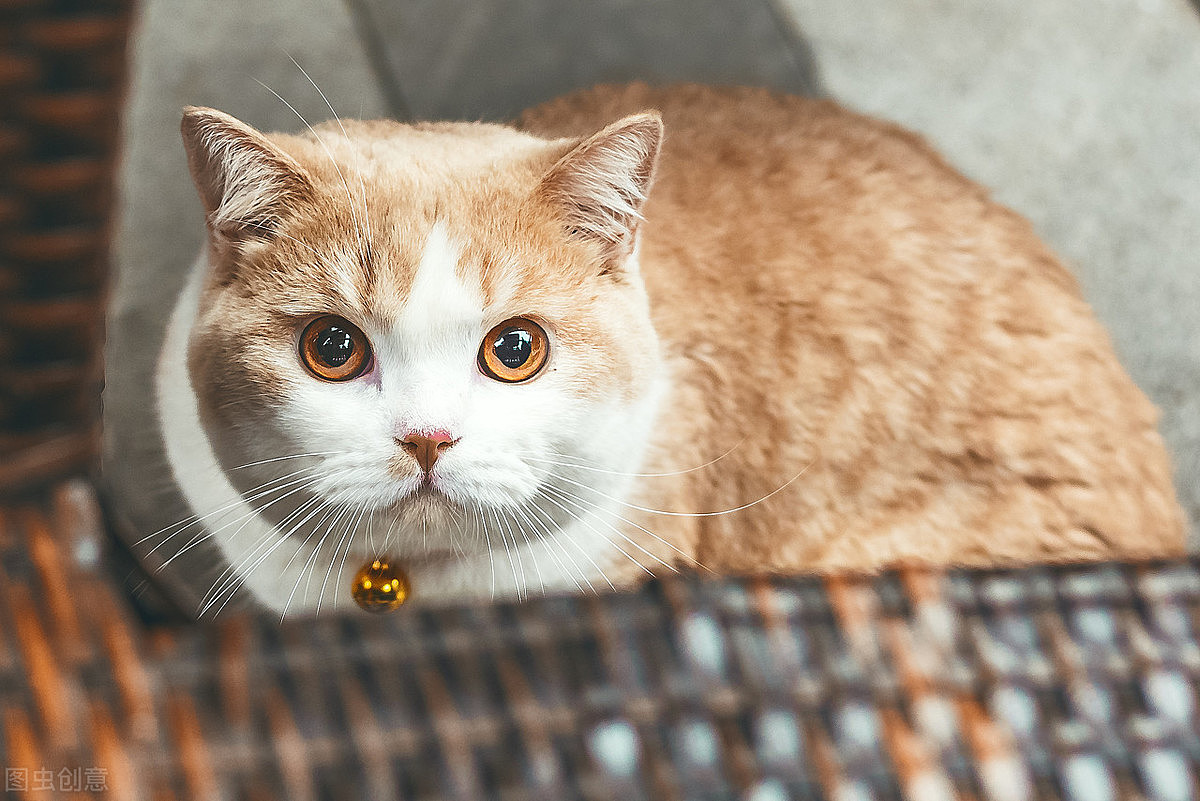 辟谣：橘猫肥胖是基因决定的？错的饲养方法养什么品种的猫都会胖 - 7