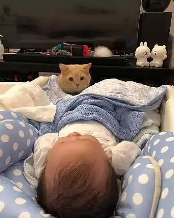 小宝宝睡着了，橘猫竟趴在床边若有所思？ - 2