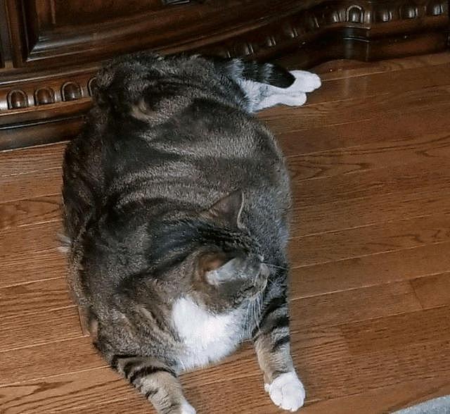 胖狸花猫重约30斤，被主人宠溺7年后遭弃，主人：我不喜欢肥猫！ - 3