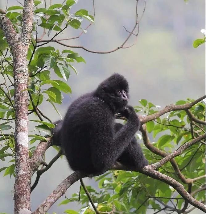 数量比野生大熊猫还稀少，云南启动西黑冠长臂猿种群数量调查 - 2