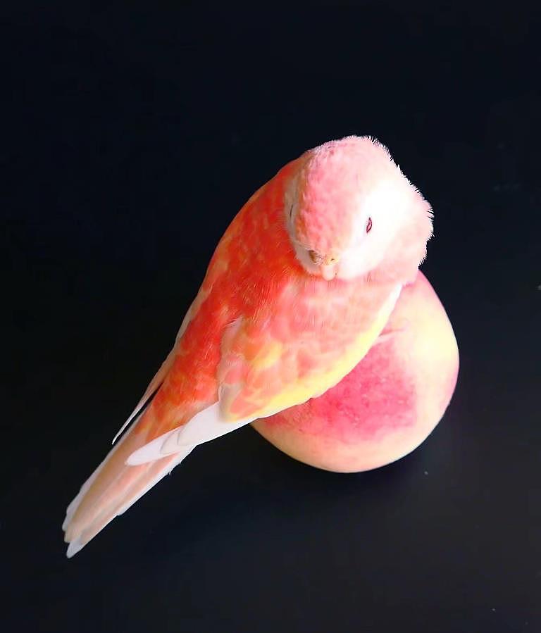水蜜桃一般的秋草鹦鹉，少女心满满！可惜比较罕见，国内没人养 - 3