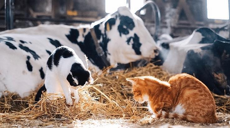 奶牛猫闯入牧牛场，误认乳牛当妈，只因身上斑纹相似就是娘 - 5