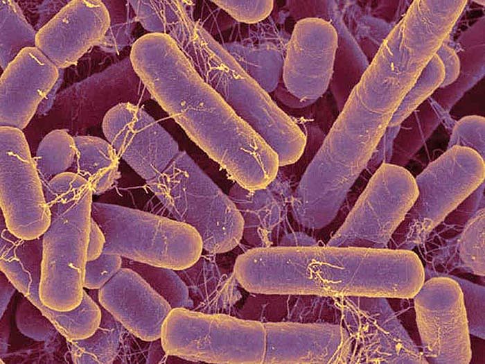 研究：人类肠道细菌通过“性”来获取维生素B12 - 3