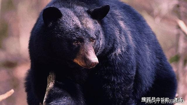 熊科动物战斗力排行榜：黑狗熊排第六，前两名能完虐东北虎 - 4