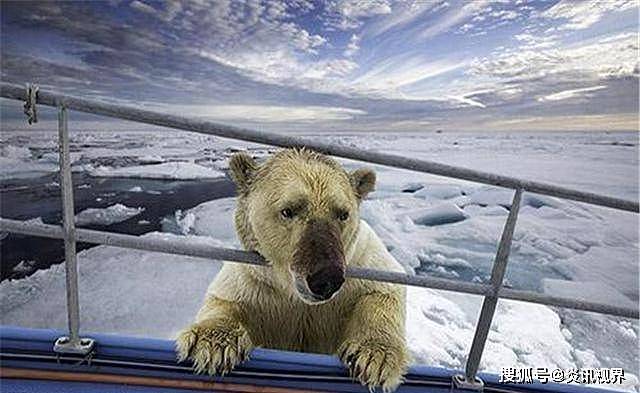 快饿死的北极熊，普通人为何不能给它投食？拯救它们难道不对吗？ - 4