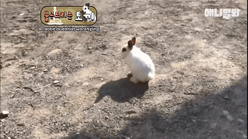 韩国最“佛系”兔子！拜佛两年斩断前尘，戒掉了胡萝卜世俗的欲望 - 15