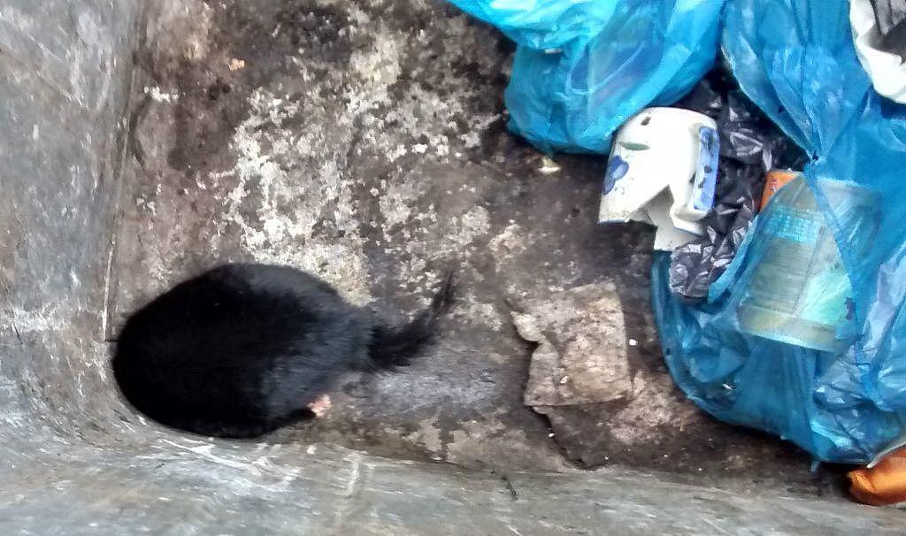 小猫头部被卡困在垃圾桶出水口，英国消防员协力救助小家伙 - 2