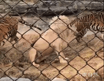 北京野生动物园中一头老虎欺负白色雄狮，被一只狗吠了几下，老虎就被吓走 - 5