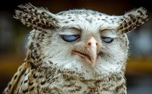 猫头鹰冷知识：翻开耳朵能看到眼珠，小时候趴着睡是因为脑袋太沉 - 25