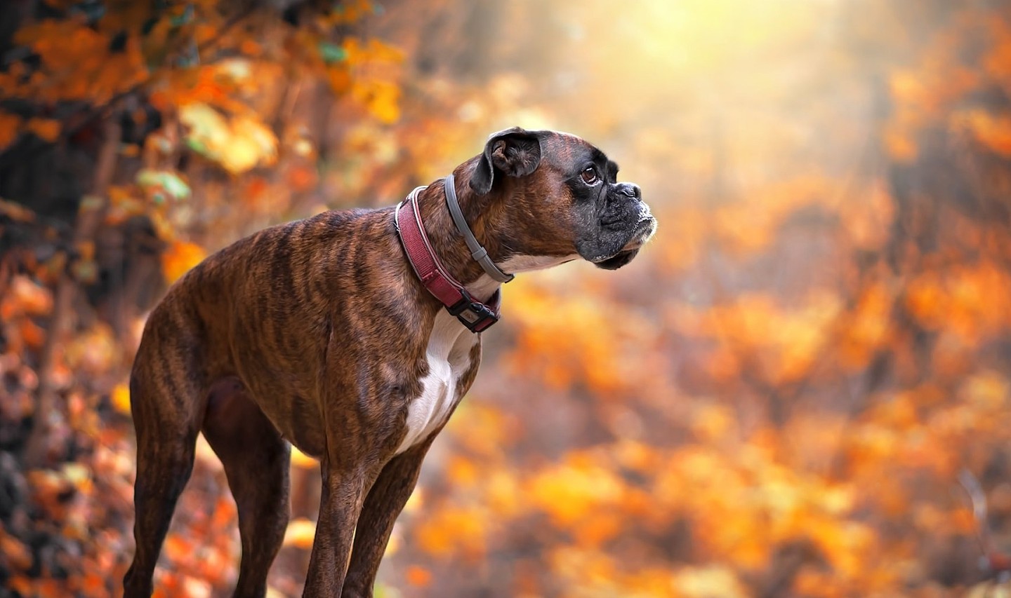 在欧洲人心中，最佳护卫犬并非德牧，杜宾犬，而是由斗犬衍生的它 - 3