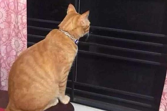主人收养两只橘猫，猫弟意外离世后，猫哥每日守在窗口等它回家！ - 6