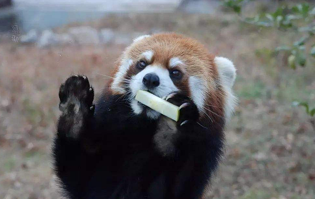 饲养员给小熊猫喂食，伸手摸了摸它的肚子，小熊猫的反应太搞笑了 - 4