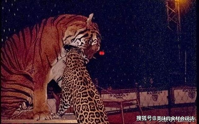 老虎杀死过哪些猫科动物？连狮子豹子美洲虎都有，却没有猫？ - 2