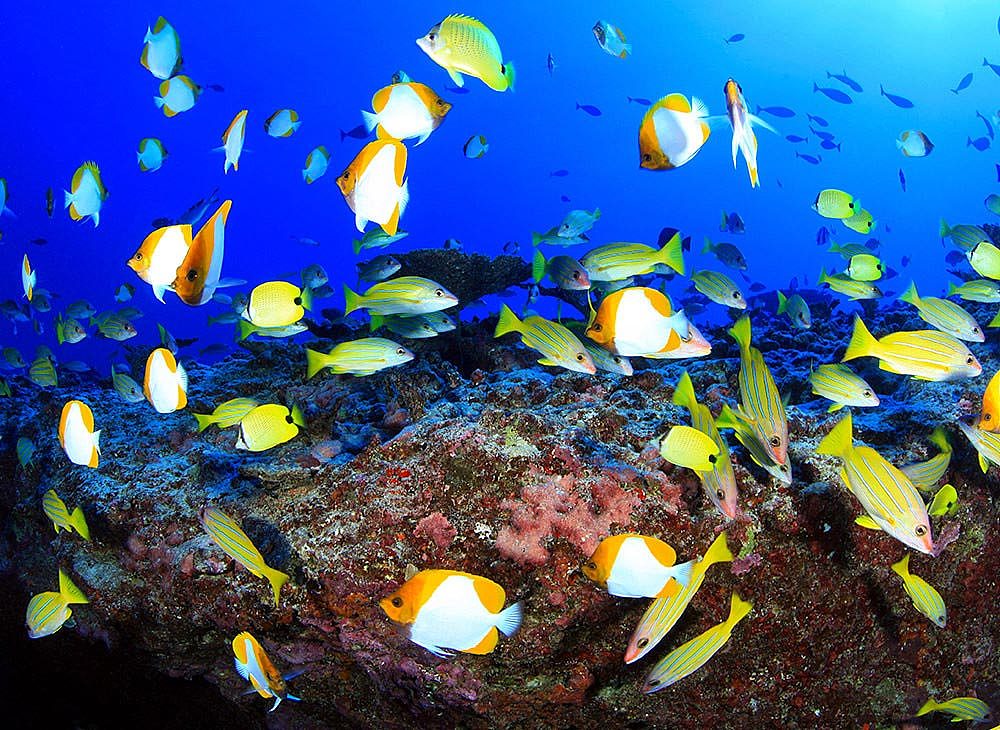 研究：大陆运动具备遏制氧气并杀死深海生物的能力 - 2