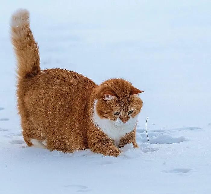 即使你阅猫无数，见到这只橘猫也会心动，真的太美了 - 16