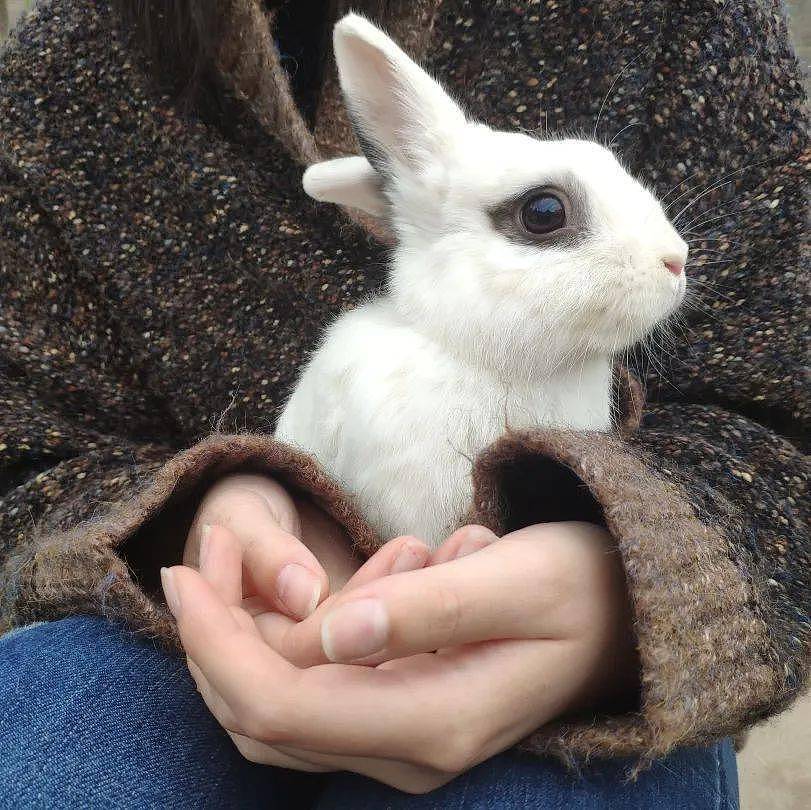 给它们一个家 | 线上宠物领养日兔兔专场(20211024) - 7