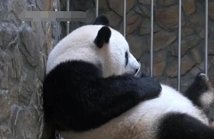 用盆盆奶换熊猫幼崽，网友表示很简单，梅奶妈：你来试试？ - 4