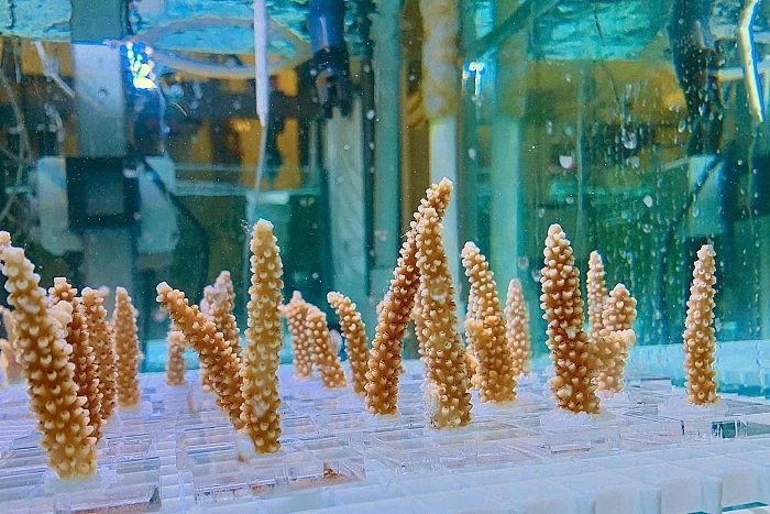 研究人员发现珊瑚可以通过训练来耐受气候变化带来的热应力 - 2