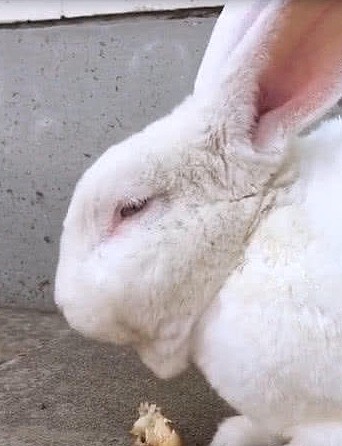 一只兔子竟然喜欢啃鸡腿，难道兔子不是素食动物吗 - 3
