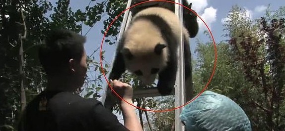 奶爸拿梯子想把熊猫抱下来，却引发熊猫宝宝围攻，下一秒全场爆笑 - 3