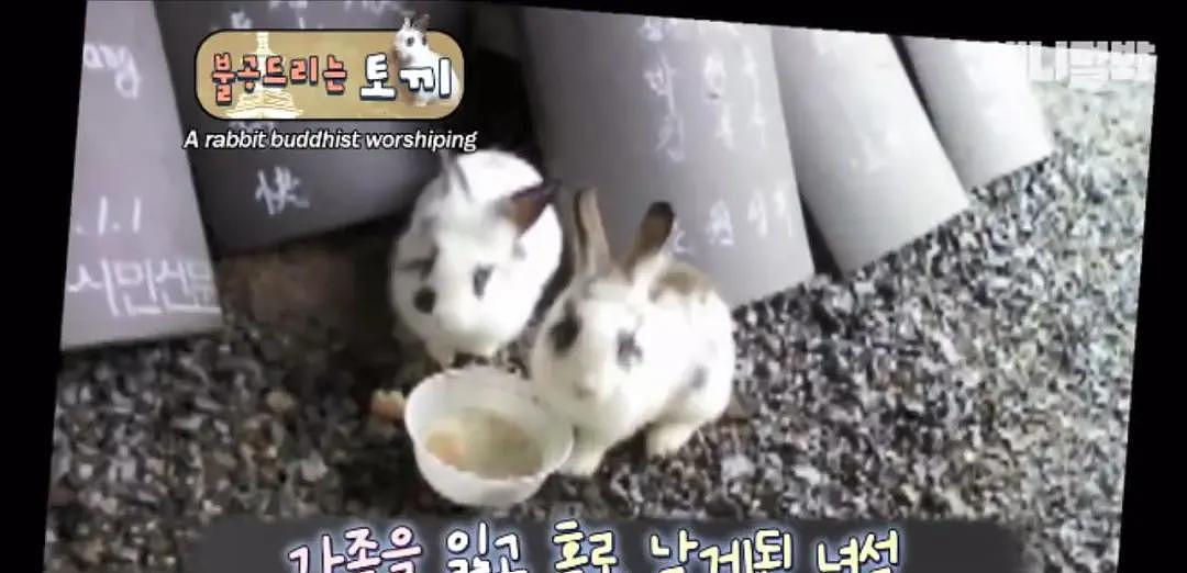 韩国最“佛系”兔子！拜佛两年斩断前尘，戒掉了胡萝卜世俗的欲望 - 9