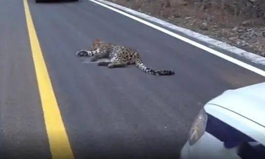 四川一网友发现一头受伤金钱豹，躺在路中间不能动弹，并非杭州出逃的豹子 - 7