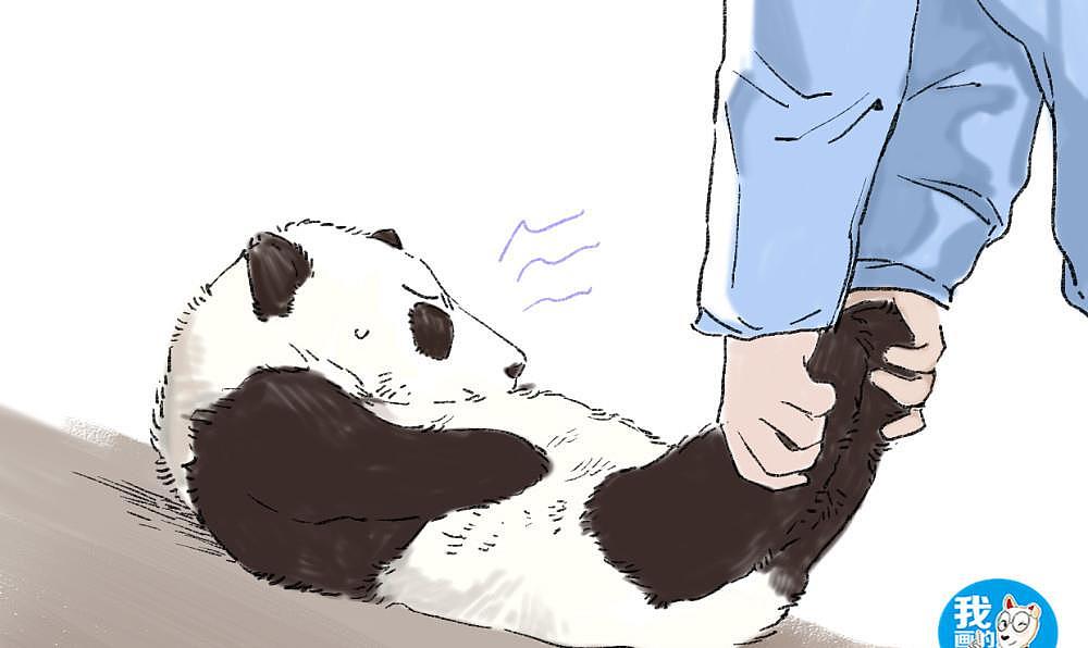 熊猫瘫倒在地，饲养员的反应过于真实：我家缺的是黑白拖把吗 - 5