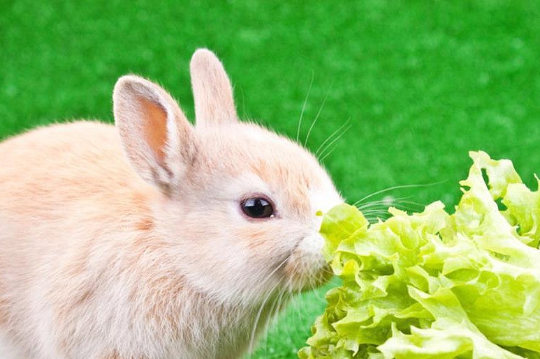 兔子可以吃乳果糖吗 - 2