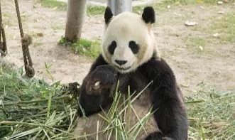吃竹子都能胖？熊猫告诉你肥胖在于肠道微生物 - 1