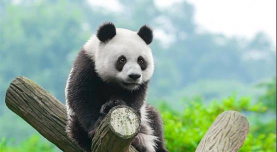 熊猫也会秃头！谢顶后露出粉红色头皮，饲养员称正恢复生长中 - 3