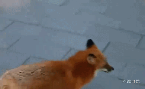 北京潭柘寺出现一只不怕人的赤狐，成为网红“灵狐”，疑似人工养殖的狐狸 - 4