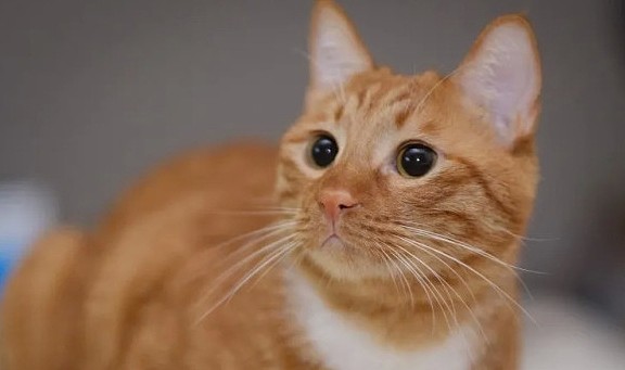 看起来平平无奇的橘猫，居然一不小心认领了七个“世界之最” - 7