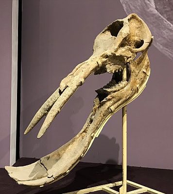 Fossil-Skull-of-Typical-Mid-Miocene-Shovel-Tusker-356x400.jpg